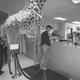 The Job Placement Center set up near the zoo's Jungle World exhibit has had no luck placing any of the animals that have come through looking for work. After a two-hour wait, this giraffe was told to brush up on her word processing skills and check back in two months.